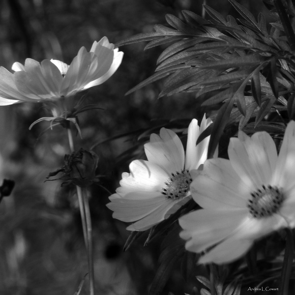 Wildlife Photography - Picture 1 of 4